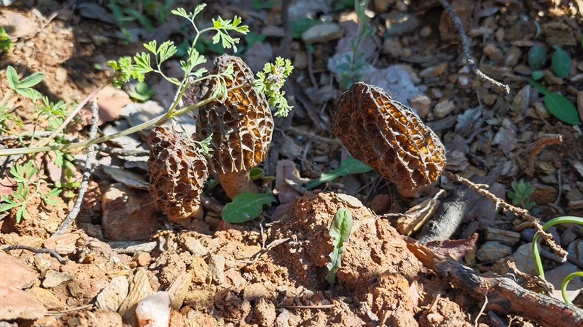 Kuzugöbeği Mantarı Köylülerin Umudu Oldu