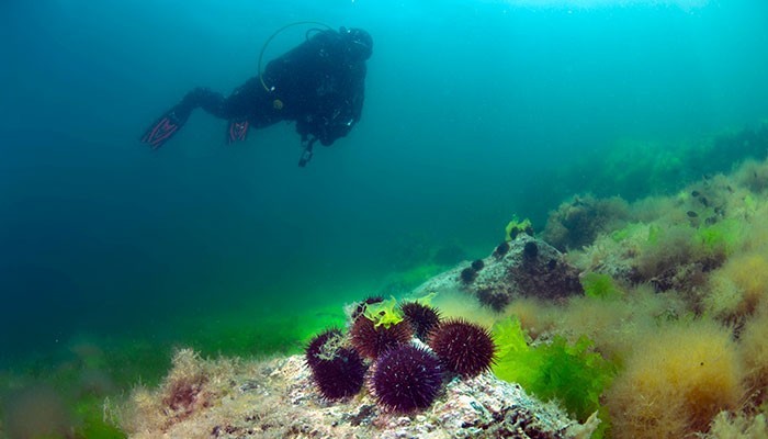 Marmara'da deniz kestanesi avcılığı yasaklandı