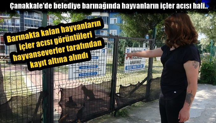 Çanakkale’de hayvan barınağı ve Kedi Köyü’nde hayvanlara kötü bakılıyor iddiası hayvanseverleri ayağa kaldırdı (VİDEO)