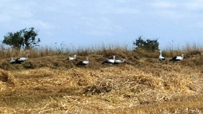 Biga’da leylekler hasat edilen tarlalarda yiyecek arıyor