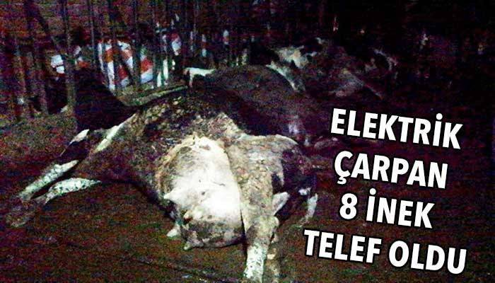 Çanakkale’de elektrik çarpan 8 inek telef oldu (VİDEO)
