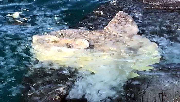 Çanakkale'de yakalanan yarım tonluk pervane balığı şaşırttı (VİDEO)