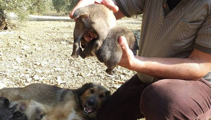  Cancan köpek kuyruksuz yavru doğurdu