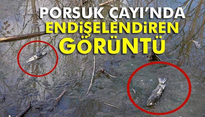  Porsuk Çayı’nda endişelendiren görüntü