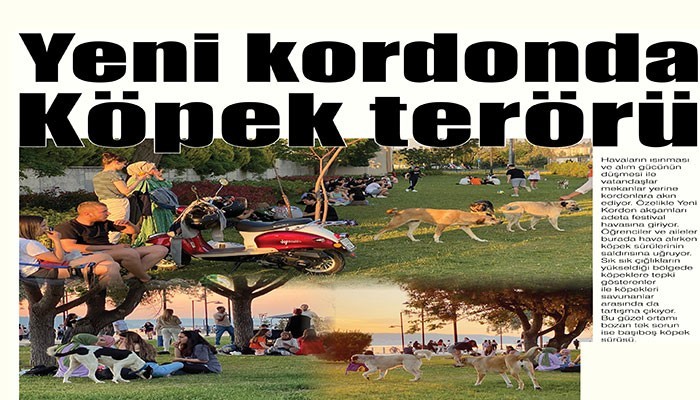 Başıboş köpek sürüleri tepki çekiyor!