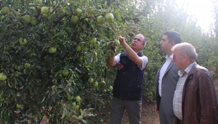 Kaymakam Alper Taş’tan Elma Üreticilerine Ziyaret