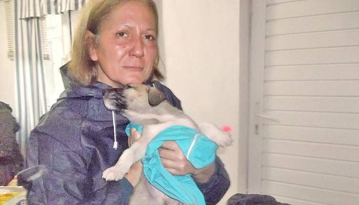 Sokaklarda Yaşayan Hayvanları Selden Kurtardılar 
