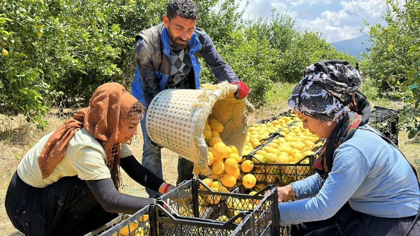 Depremzede  çiftçilerin limonları dalında kalmadı