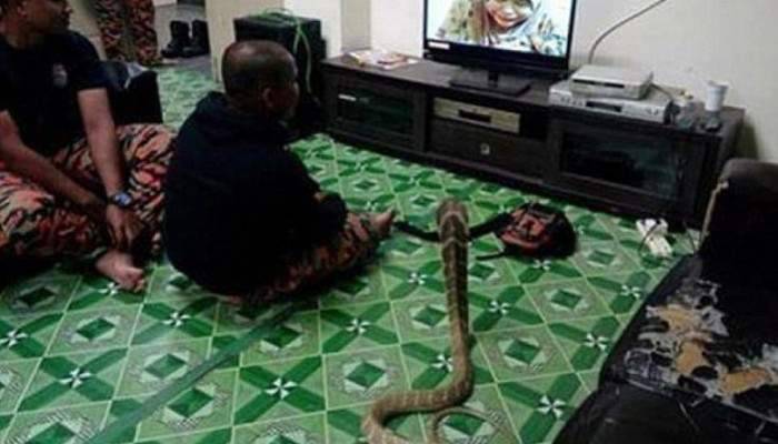 3 metrelik kobra yılanıyla evlendi