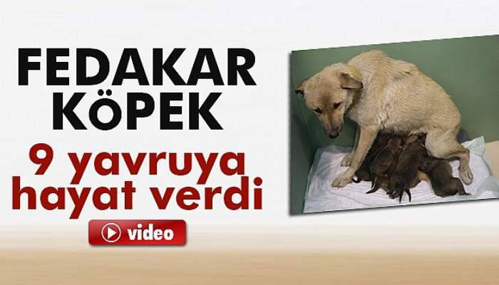  Fedakar köpek 9 yavruya hayat verdi