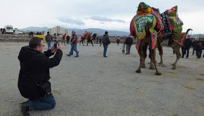 Çanakkaleli Osman deve güreşini fotoğrafladı