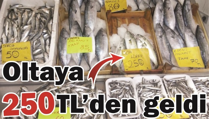 Oltaya 250 TL’den geldi