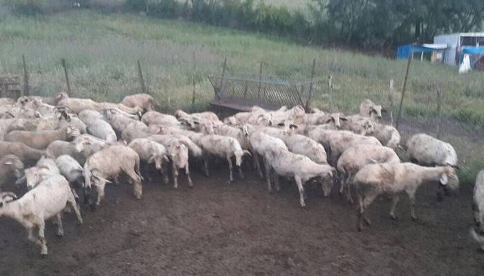 Ayvacık’tan çalınan koyunlar Balıkesir’de bulundu