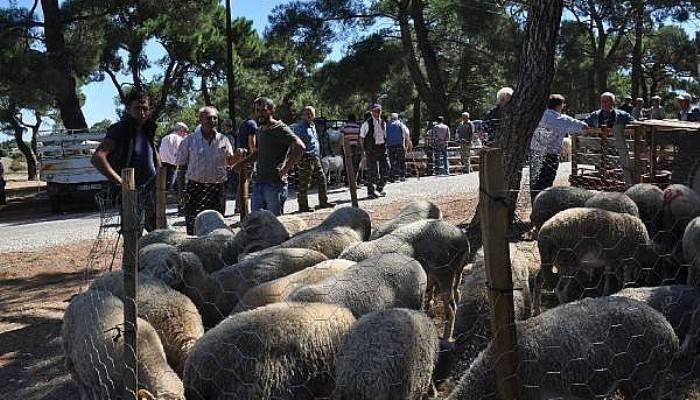 Bayramiç'te kurbanlık küçükbaşlar kasap fiyatına satılıyor (VİDEO)