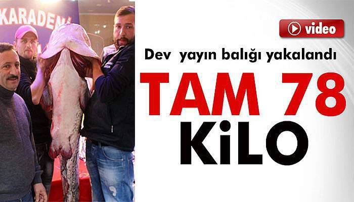 78 kiloluk yayın balığı görenleri şaşırttı