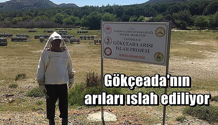 Gökçeada'nın arıları ıslah ediliyor