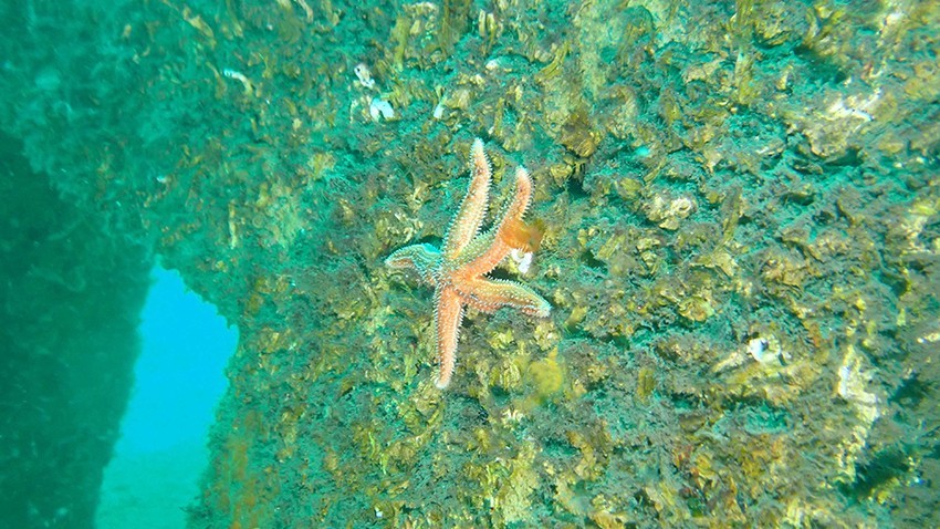 Marmara Adaları Yapay Resif Projesi İkinci İzleme Raporu Yayımlandı