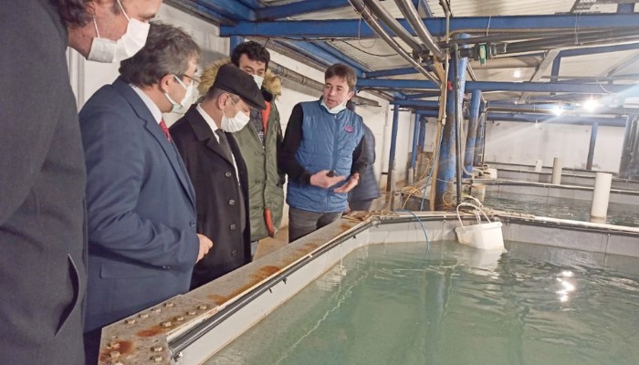 Vali İlhami Aktaş Balık Üretim Tesislerini Ziyaret Etti