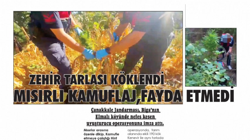 ZEHİR TARLASI KÖKLENDİ MISIRLI KAMUFLAJ, FAYDA ETMEDİ