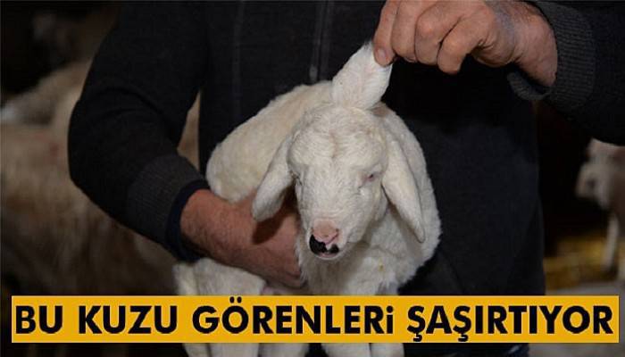  3 kulaklı kuzu görenleri şaşırtıyor