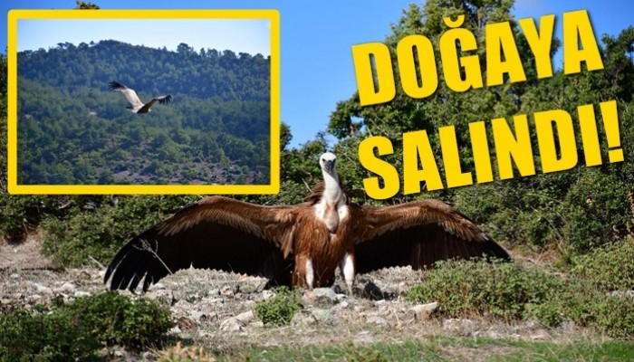 Göç yolunda bitkin düşen kızıl akbaba, bakım sonrası doğaya bırakıldı