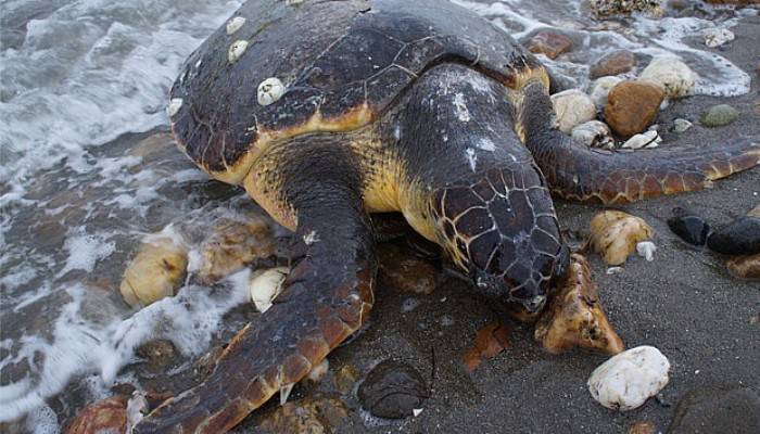  Sahilde ölü caretta caretta bulundu