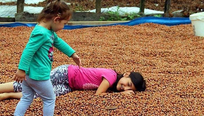 Üreticinin harmanda fındık nöbeti