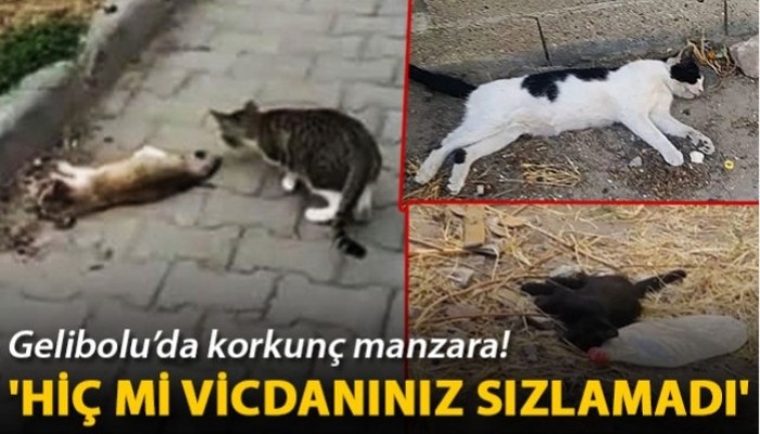 Gelibolu'da çok sayıda kedi zehirlenerek öldürüldü