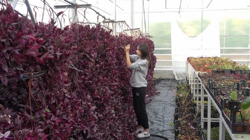 Lisede süs bitkisi ürettiler, 5 milyon ciroya ulaştılar (VİDEO)