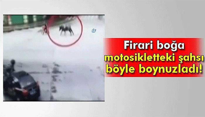 Firari boğa motosikletteki şahsı böyle boynuzladı