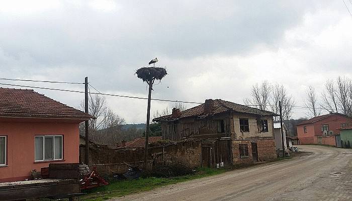 İlk Leylek Yuvaya Kondu