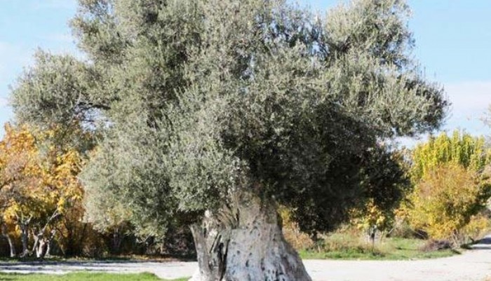 “Zeytin ağaçlarımıza dokunmayın”  