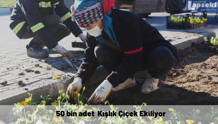 50 bin adet  Kışlık Çiçek Ekiliyor