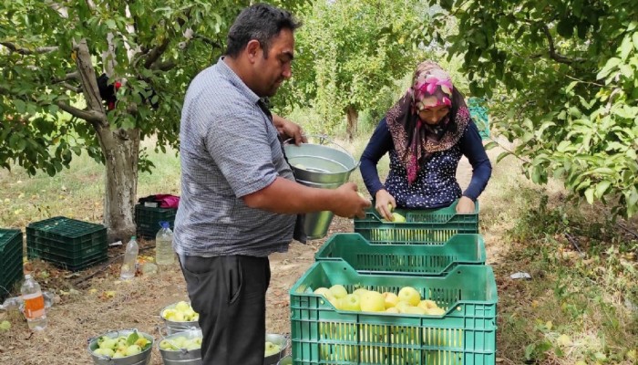 Bayramiç’te elma hasadı başladı