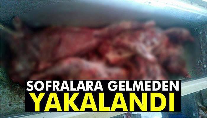 Aydın’da 450 kilo domuz eti ele geçirildi