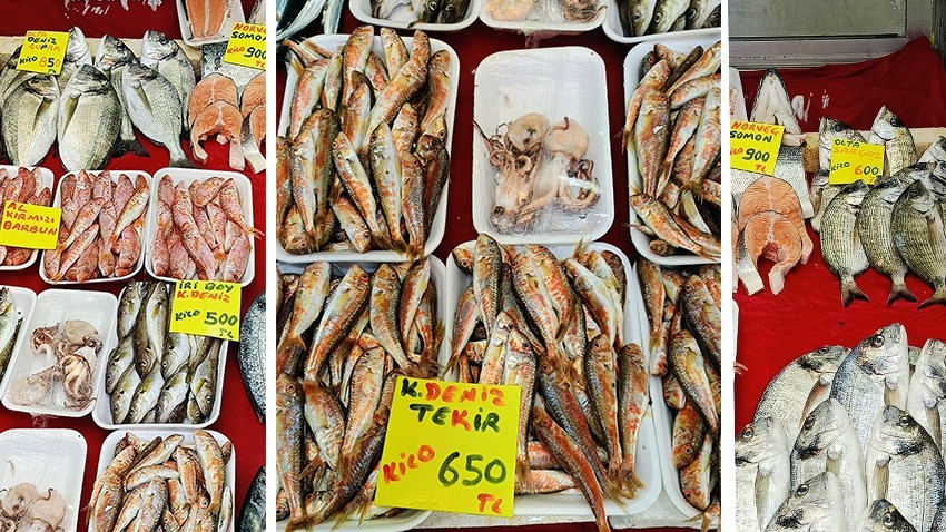 Olta Balıkları Yüksek İlgi Görüyor