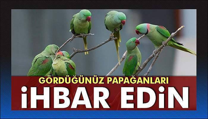 Gördüğünüz papağanları ihbar edin