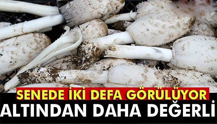 Senede iki sefer görülen bu mantar altından daha değerli