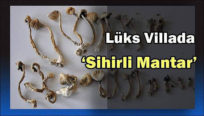 Lüks villada ‘Sihirli mantar’ bulundu