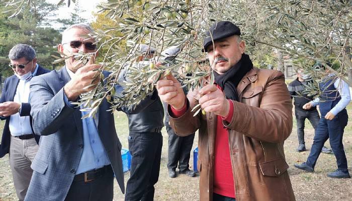 Zeytin hasadı etkinliği düzenlendi