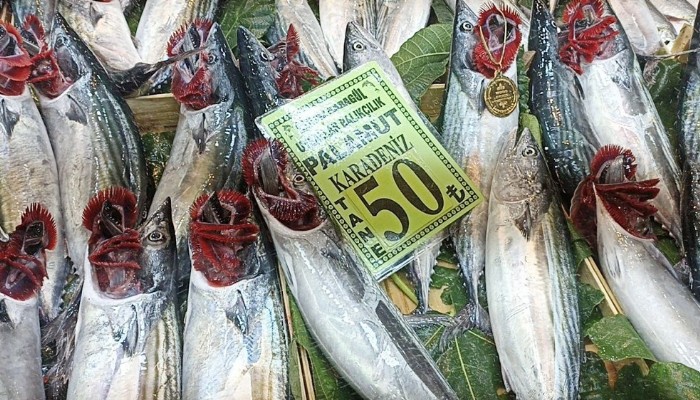 Palamut 50 TL’ye düştü (VİDEO)