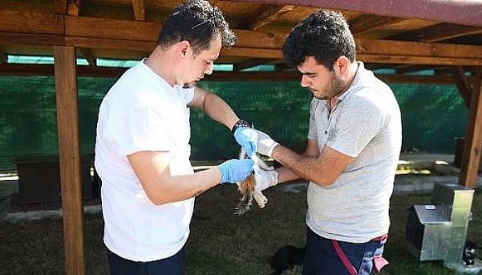 Çanakkale Belediyesi Veterinerleri, Kedi Köyü'ndeki Canlıları Aşıladı 