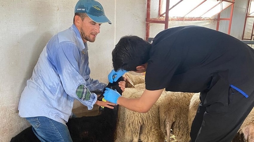 Bayramiç’te Küçükbaş Hayvanlarda Aşılama ve Küpeleme Çalışmaları Sürüyor