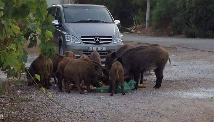 Aç kalan domuzlar şehre indi