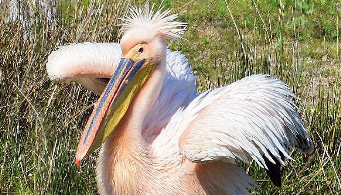 Çanakkale'de ak pelikanları görüntüledi (VİDEO)