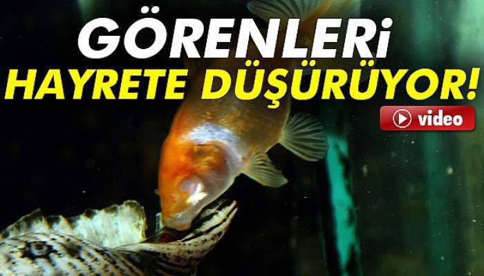 Gözleri olmadan yaşayan japon balığı görenleri hayrete düşürüyor