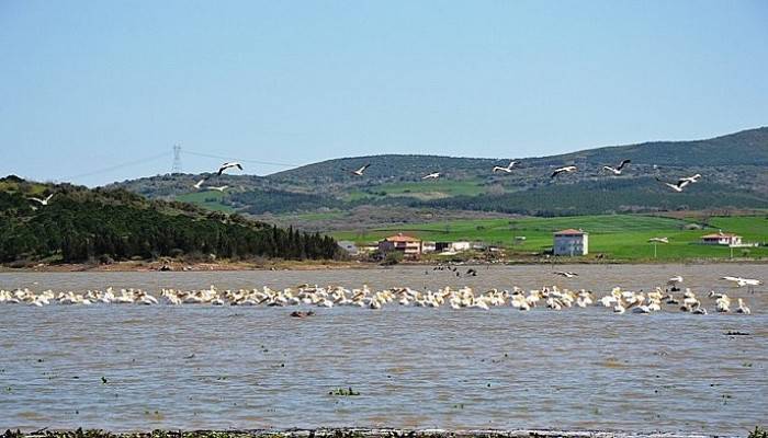Ayıtdere göleti pelikanların uğrak yeri oldu 