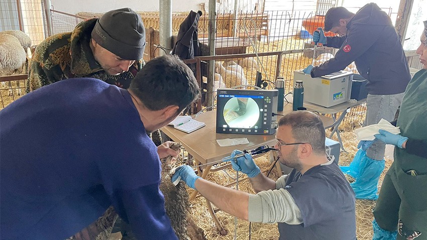 Karacabey Merinosu Koyunlarında Suni Tohumlama Çalışmaları