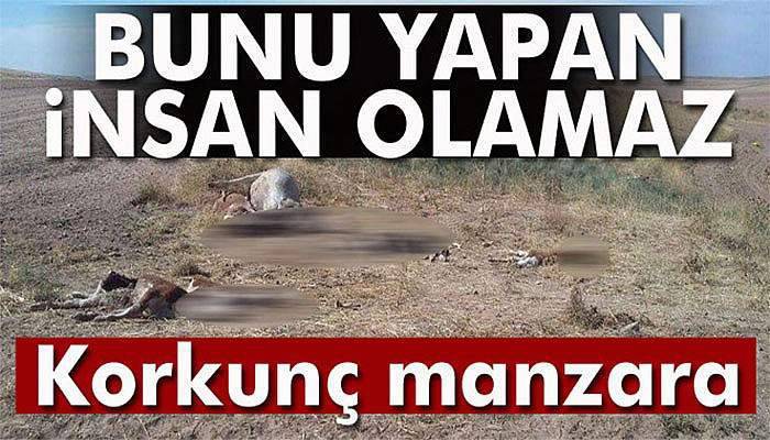 1 inek 9 buzağı boğazı kesilerek öldürüldü
