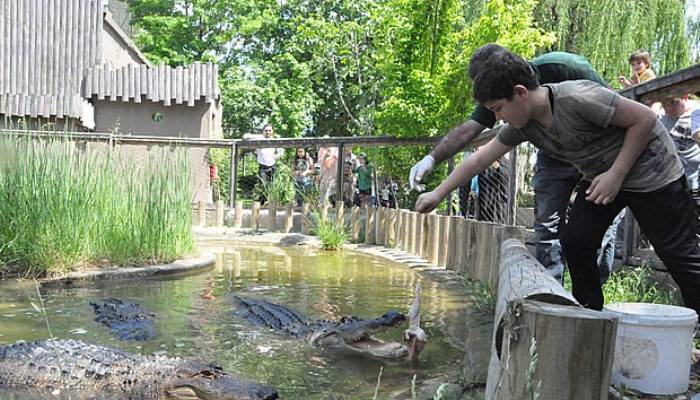  Dev timsahları elleri ile beslediler